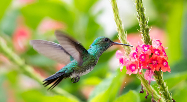 Tobago Kolibri